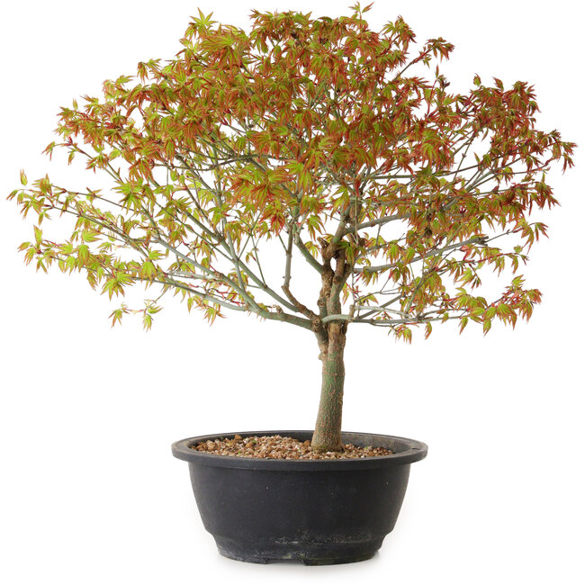 Acer palmatum Kiyohime, 29 cm, ± 8 years old