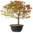 Acer palmatum Kiyohime, 29 cm, ± 8 Jahre alt