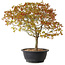 Acer palmatum Kiyohime, 29 cm, ± 8 anni