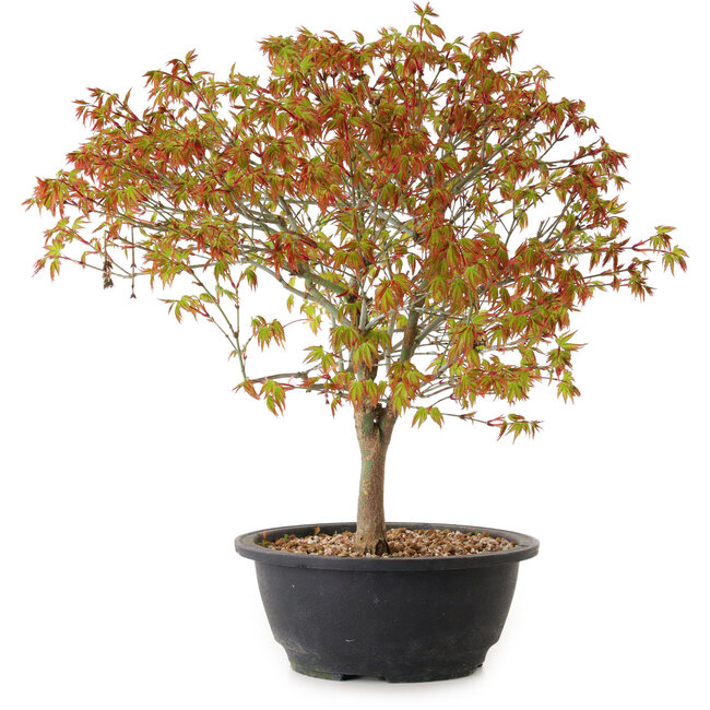 Acer palmatum Kiyohime, 29 cm, ± 8 jaar oud