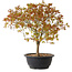 Acer palmatum Kiyohime, 29 cm, ± 8 jaar oud