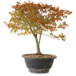 Acer palmatum Kiyohime, 29 cm, ± 8 years old