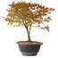 Acer palmatum Kiyohime, 29 cm, ± 8 Jahre alt