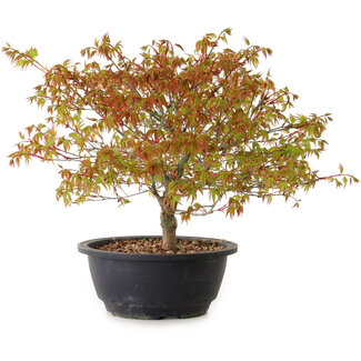 Acer palmatum Kiyohime, 29 cm, ± 8 years old
