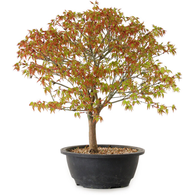 Acer palmatum Kiyohime, 29 cm, ± 8 ans