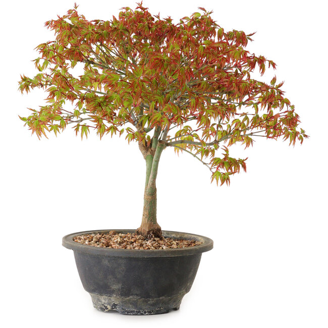 Acer palmatum Kiyohime, 29 cm, ± 8 jaar oud
