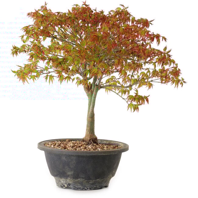 Acer palmatum Kiyohime, 29 cm, ± 8 Jahre alt