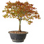 Acer palmatum Kiyohime, 29 cm, ± 8 years old