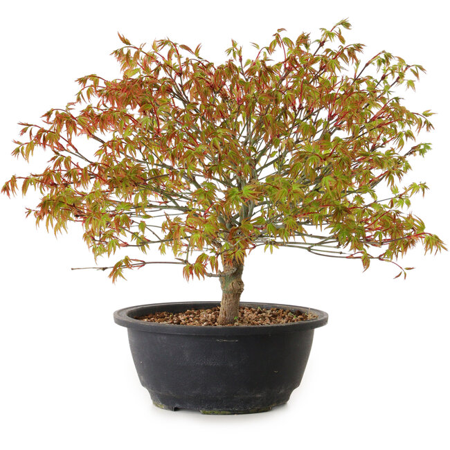 Acer palmatum Kiyohime, 29 cm, ± 8 anni