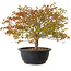 Acer palmatum Kiyohime, 29 cm, ± 8 jaar oud