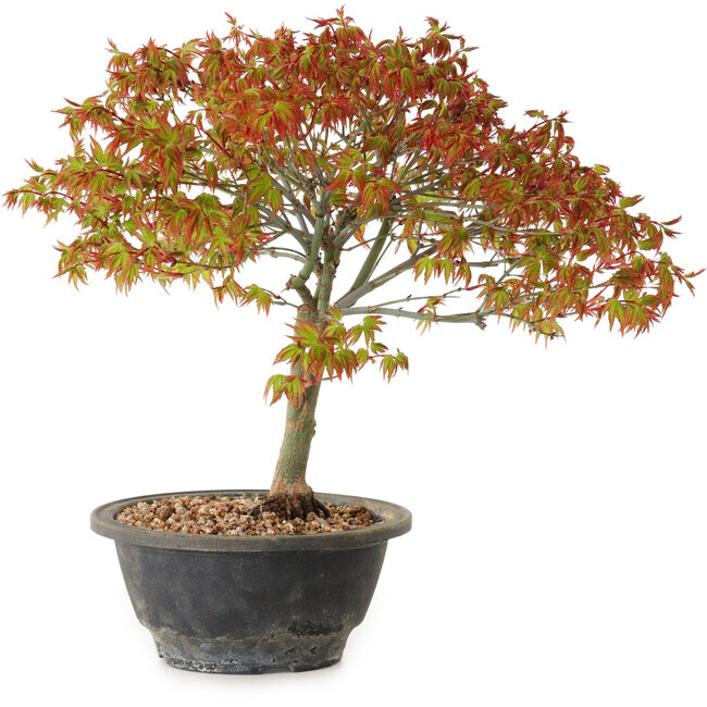 Acer palmatum Kiyohime, 29 cm, ± 8 años