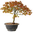 Acer palmatum Kiyohime, 29 cm, ± 8 Jahre alt