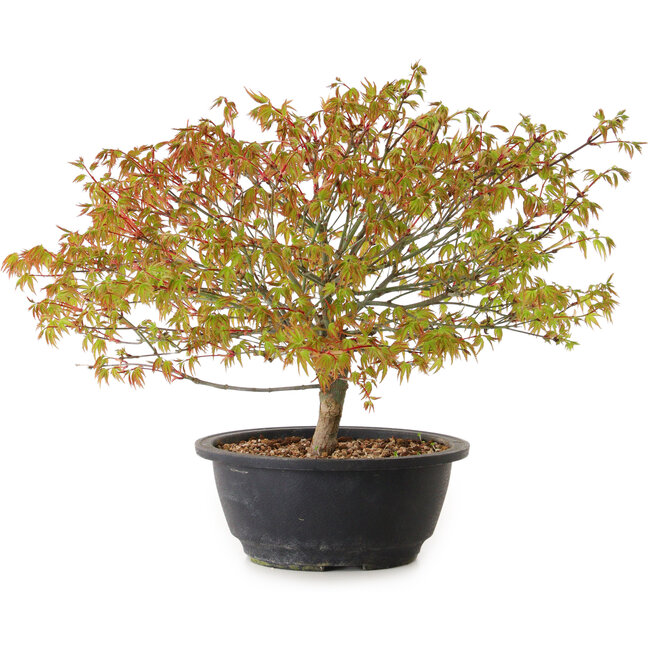 Acer palmatum Kiyohime, 29 cm, ± 8 years old