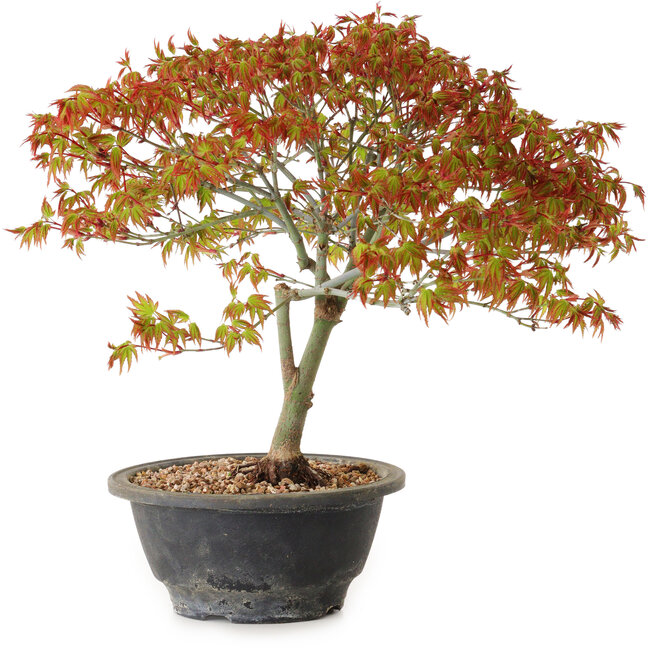 Acer palmatum Kiyohime, 29 cm, ± 8 jaar oud