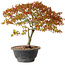 Acer palmatum Kiyohime, 29 cm, ± 8 anni