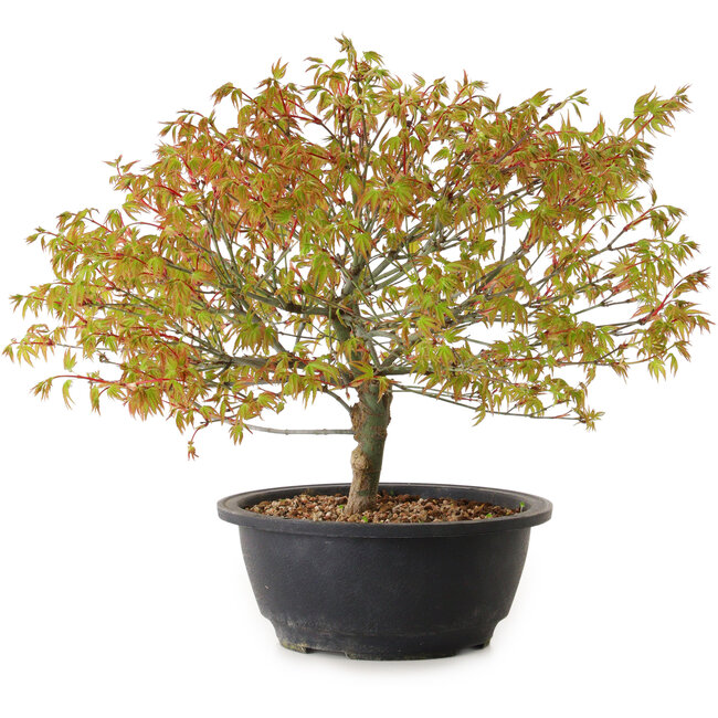 Acer palmatum Kiyohime, 29 cm, ± 8 Jahre alt