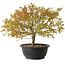 Acer palmatum Kiyohime, 29 cm, ± 8 anni
