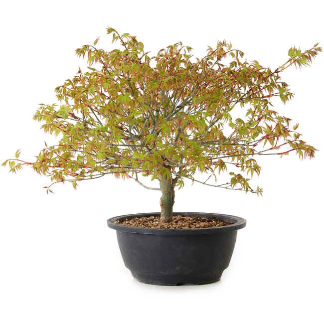 Acer palmatum Kiyohime, 29 cm, ± 8 years old