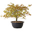 Acer palmatum Kiyohime, 29 cm, ± 8 jaar oud