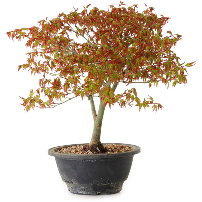 Acer palmatum Kiyohime, 29 cm, ± 8 ans