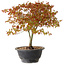 Acer palmatum Kiyohime, 29 cm, ± 8 jaar oud