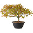 Acer palmatum Kiyohime, 22 cm, ± 8 ans