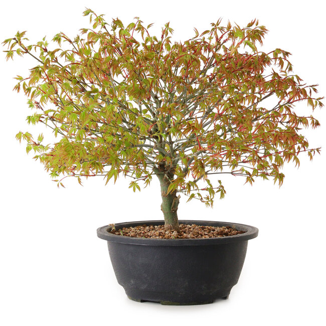 Acer palmatum Kiyohime, 29 cm, ± 8 jaar oud