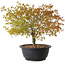 Acer palmatum Kiyohime, 29 cm, ± 8 ans