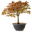 Acer palmatum Kiyohime, 29 cm, ± 8 Jahre alt