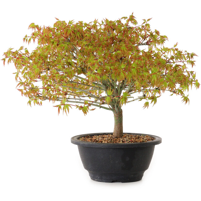 Acer palmatum Kiyohime, 22 cm, ± 8 años