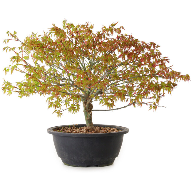 Acer palmatum Kiyohime, 29 cm, ± 8 años