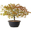Acer palmatum Kiyohime, 29 cm, ± 8 años