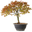 Acer palmatum Kiyohime, 29 cm, ± 8 jaar oud