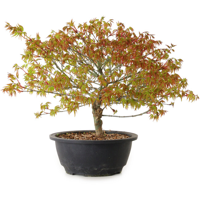 Acer palmatum Kiyohime, 29 cm, ± 8 jaar oud