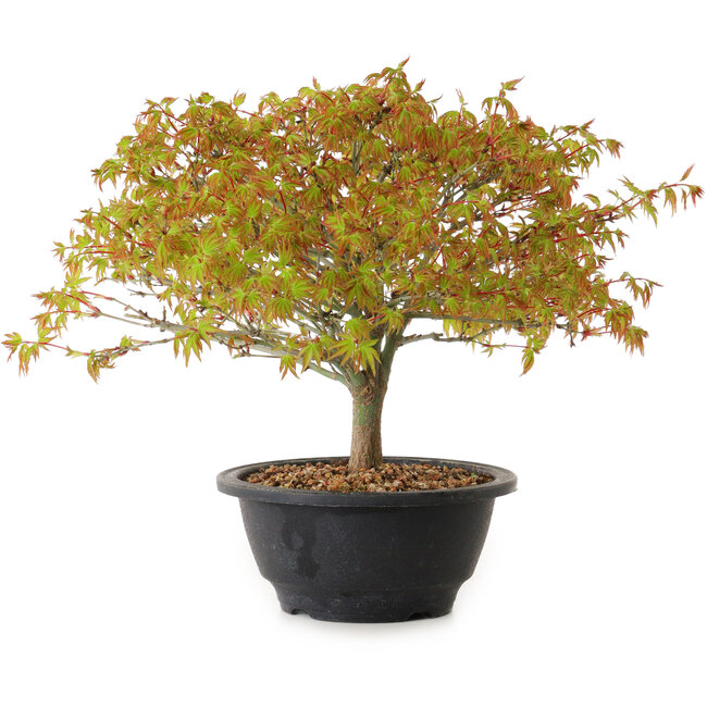 Acer palmatum Kiyohime, 22 cm, ± 8 años