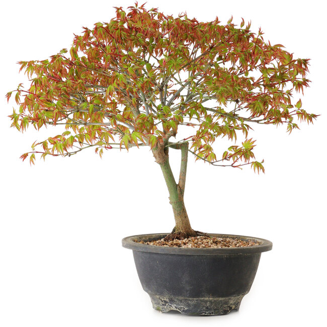 Acer palmatum Kiyohime, 29 cm, ± 8 years old