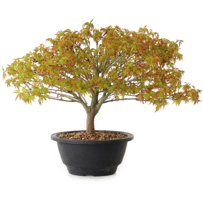 Acer palmatum Kiyohime, 22 cm, ± 8 anni