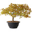 Acer palmatum Kiyohime, 22 cm, ± 8 anni