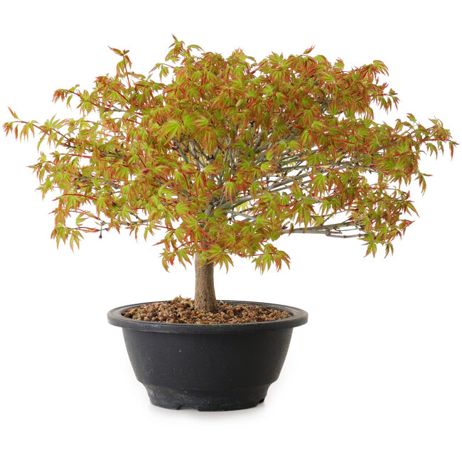 Acer palmatum Kiyohime, 22 cm, ± 8 ans