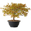Acer palmatum Kiyohime, 22 cm, ± 8 anni