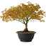 Acer palmatum Kiyohime, 23 cm, ± 8 anni