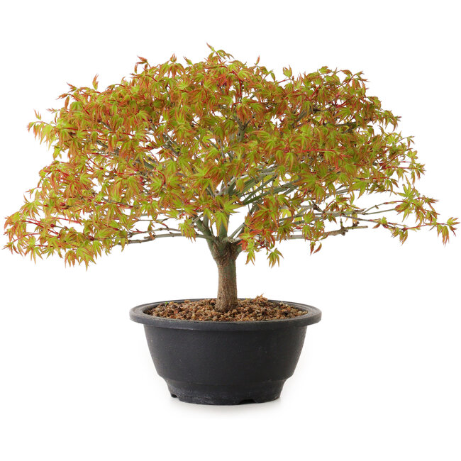 Acer palmatum Kiyohime, 22 cm, ± 8 años