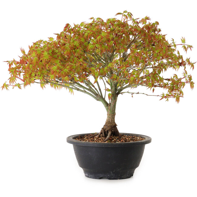 Acer palmatum Kiyohime, 23 cm, ± 8 anni