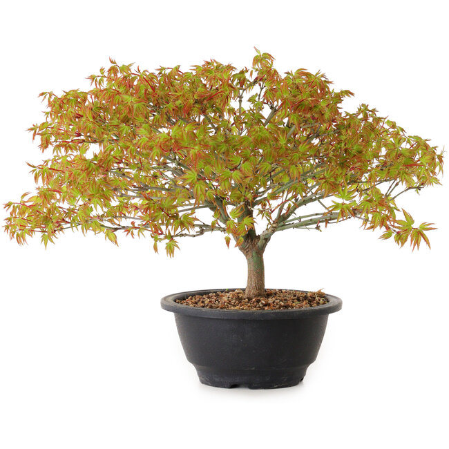 Acer palmatum Kiyohime, 22 cm, ± 8 anni