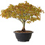 Acer palmatum Kiyohime, 23 cm, ± 8 años