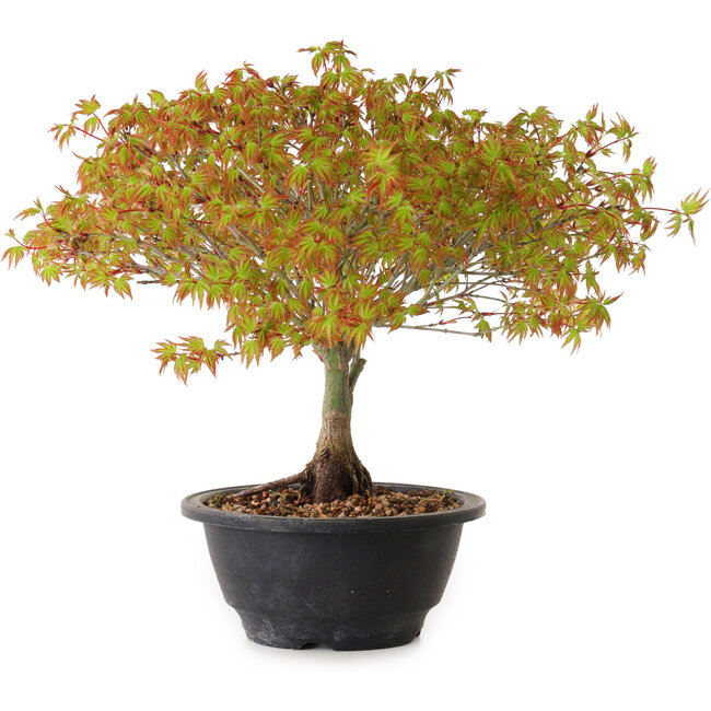 Acer palmatum Kiyohime, 23 cm, ± 8 años