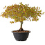 Acer palmatum Kiyohime, 23 cm, ± 8 ans