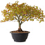 Acer palmatum Kiyohime, 23 cm, ± 8 anni