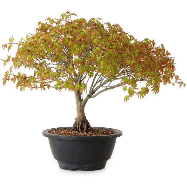 Acer palmatum Kiyohime, 23 cm, ± 8 años