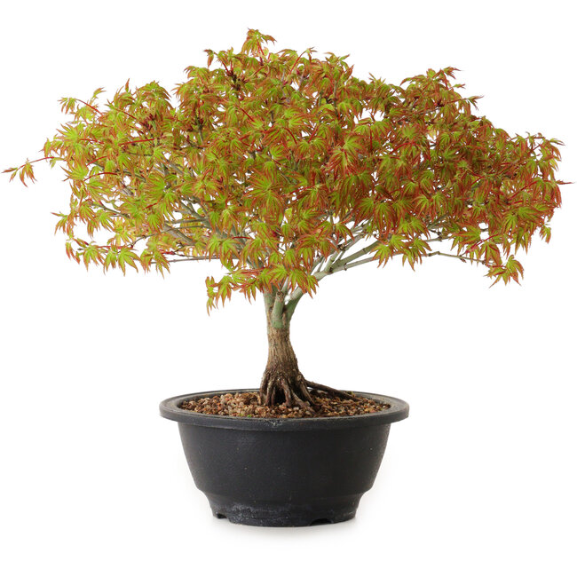 Acer palmatum Kiyohime, 23 cm, ± 8 ans